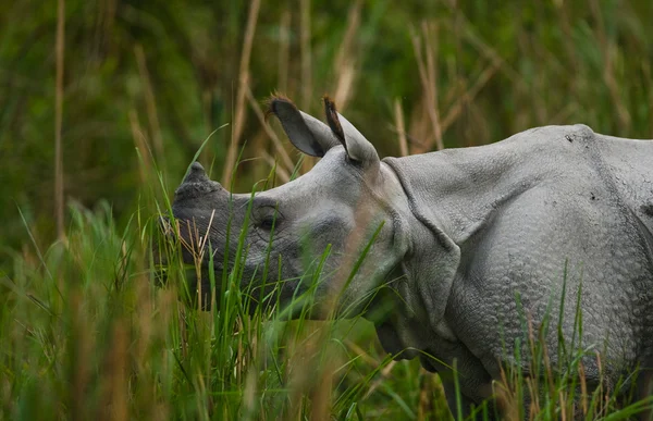 Portrait of Indian rhinoceros — Stock Photo, Image