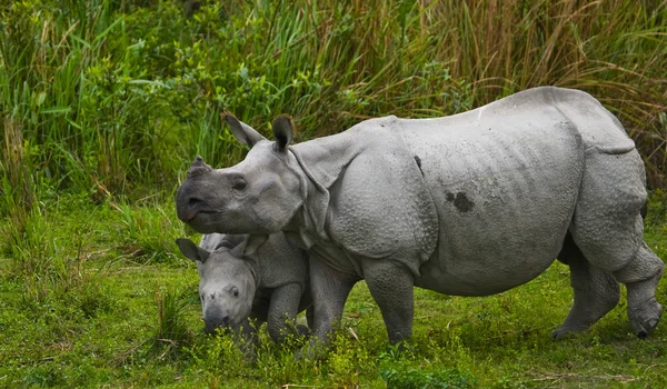 Indiase neushoorn met cub — Stockfoto