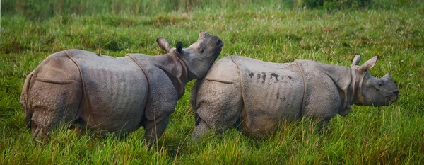 Два индийских носорога — стоковое фото