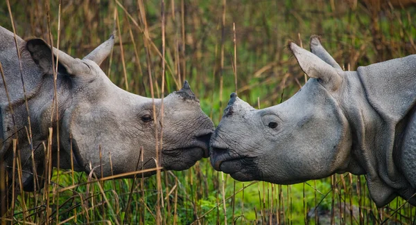 Portret van Indische neushoorns — Stockfoto