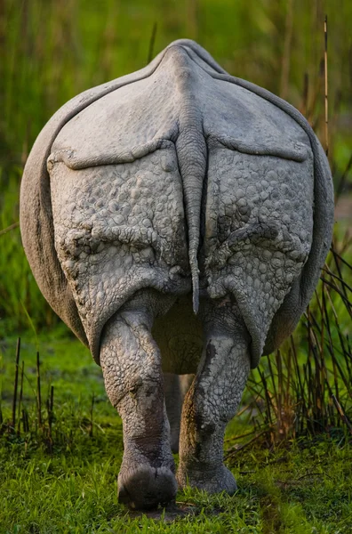 Indian rhinoceros back view — Stock Photo, Image