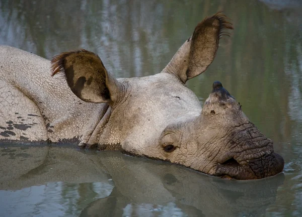 Portrait de rhinocéros indien — Photo