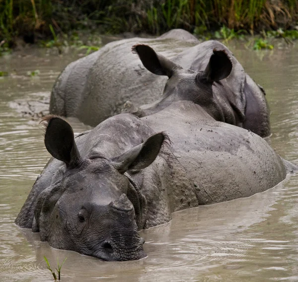 Portrait de rhinocéros indiens — Photo