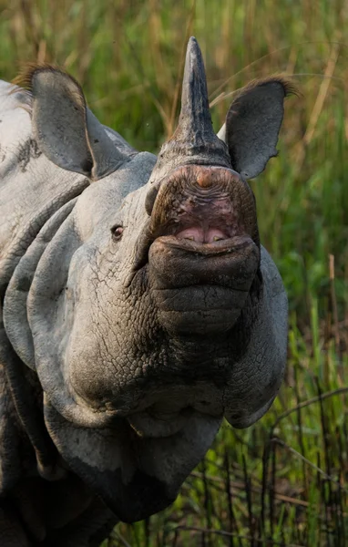 Portrait of Indian rhinoceros — Stock Photo, Image