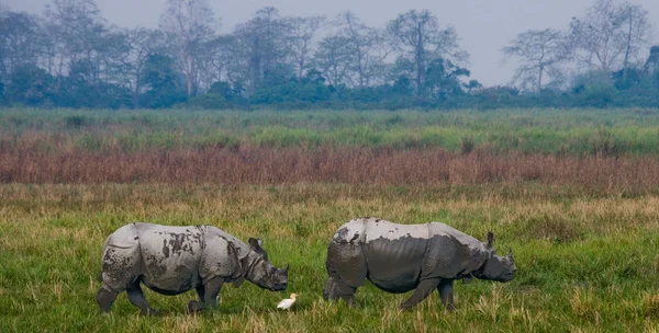 Ινδική ρινόκεροι στο περιβάλλον — Φωτογραφία Αρχείου