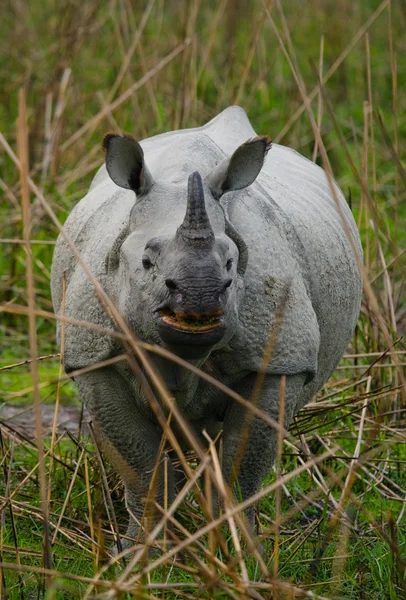 Portrait of Indian rhinoceros — Stock Photo, Image