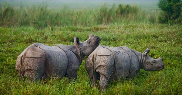 Zwei indische Nashörner — Stockfoto