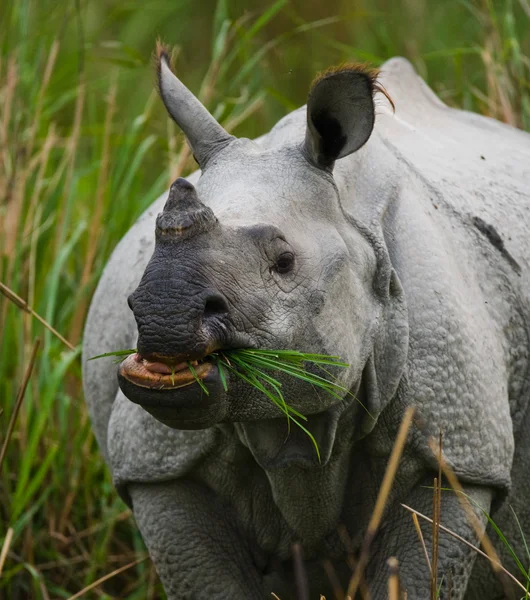 Портрет індійський носоріг — стокове фото