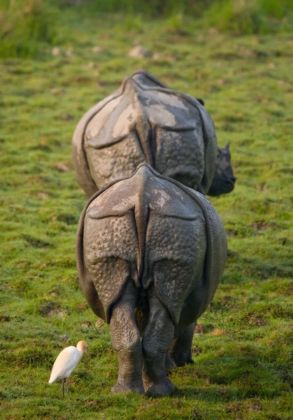 Dva indičtí nosorožci pohled zezadu — Stock fotografie