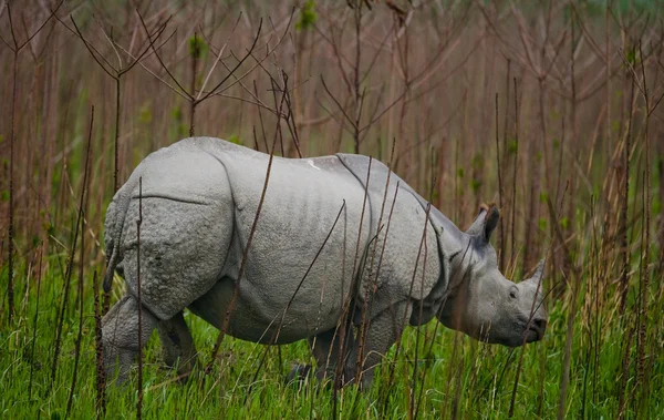 Portret van Indiase neushoorn — Stockfoto