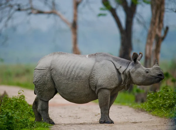 Portrait de rhinocéros indien — Photo