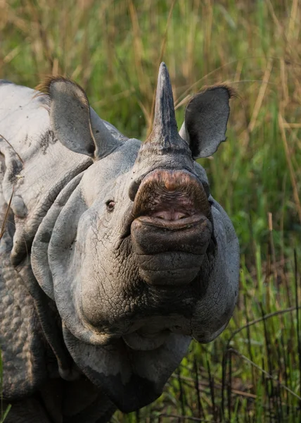 Porträt des indischen Nashorns — Stockfoto