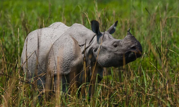 Big Indian rhinoceros — Stock Photo, Image