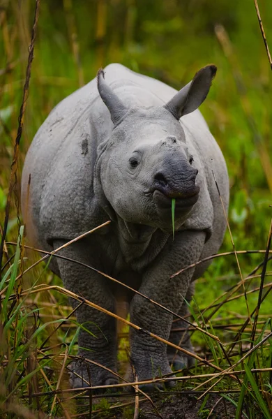 Portrait of Indian rhinoceros — Stock Photo, Image