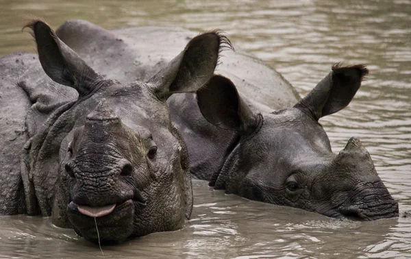 Portrait de rhinocéros indiens — Photo