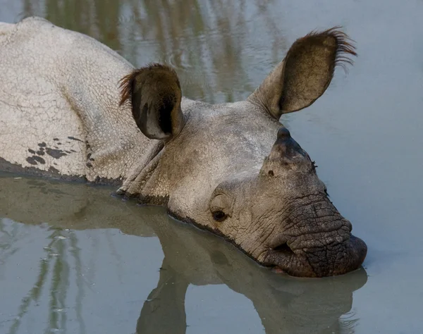 Portrait de rhinocéros indien — Photo