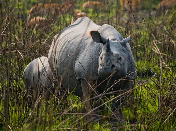 Rinoceronte indiano com filhote — Fotografia de Stock
