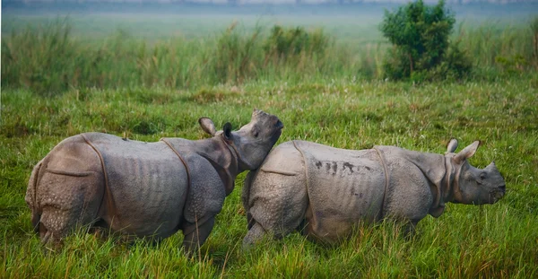 Два индийских носорога — стоковое фото