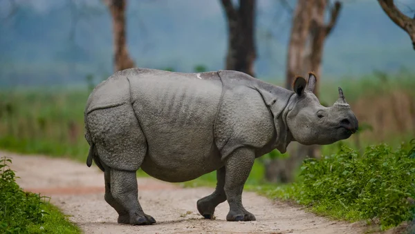 Porträt des indischen Nashorns — Stockfoto