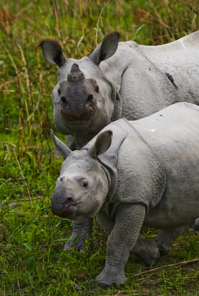 Rinoceronte indio con cachorro — Foto de Stock