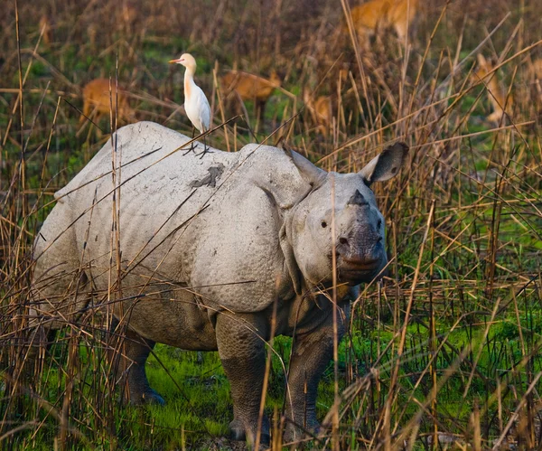 Retrato de rinocerontes indianas — Fotografia de Stock