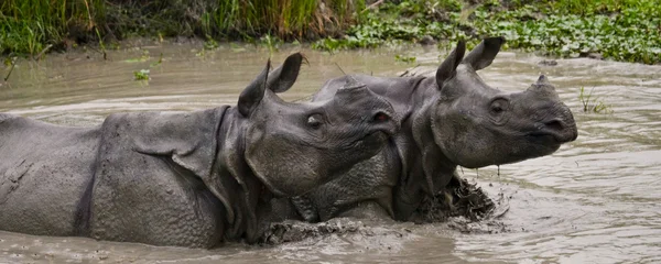 Portrait de rhinocéros indiens — Photo