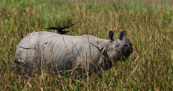 Big Indian rhinoceros — Stock Photo, Image