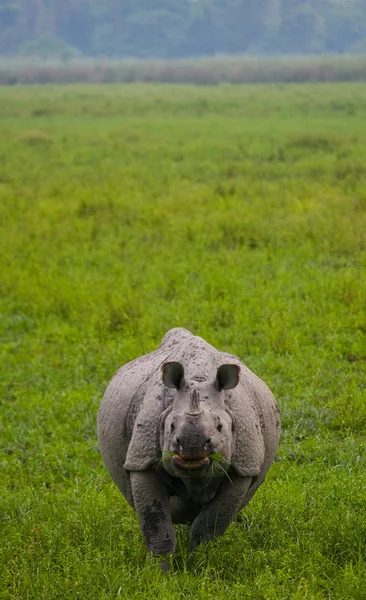 Portrait de rhinocéros indien — Photo