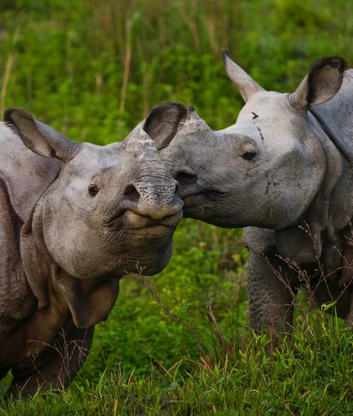 Deux rhinocéros indiens — Photo