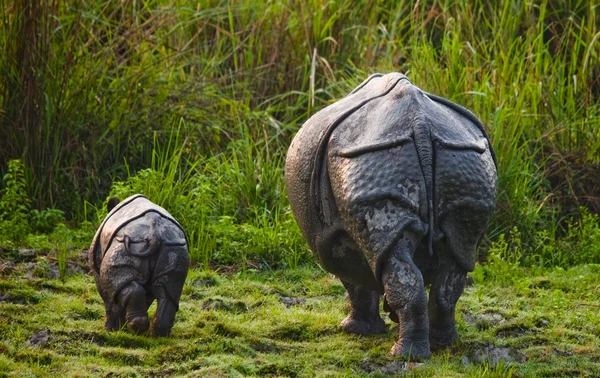 Rinoceronte indiano com filhote — Fotografia de Stock
