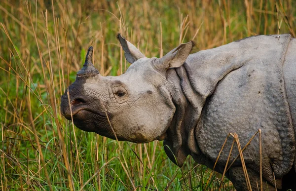 Portret van Indiase neushoorn — Stockfoto