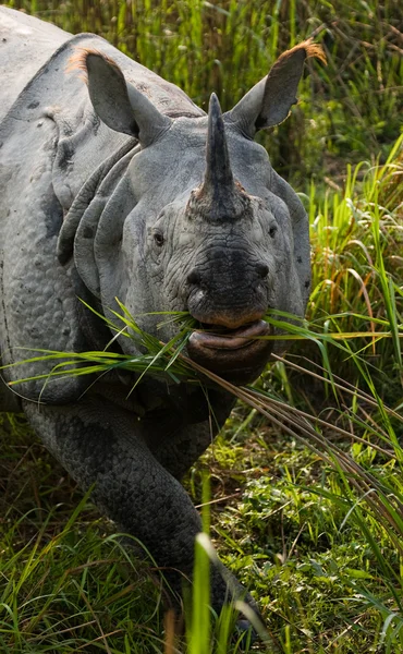 Portrait de rhinocéros indien — Photo