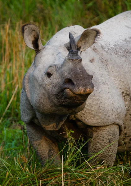 Portrait de rhinocéros indien — Photo