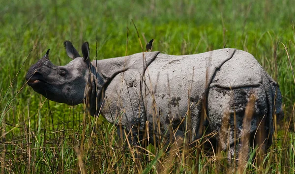 Velký indický nosorožec — Stock fotografie