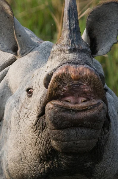 Portret van Indiase neushoorn — Stockfoto