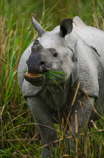 Retrato de rinoceronte indiano — Fotografia de Stock