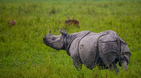 Retrato de rinoceronte indio — Foto de Stock