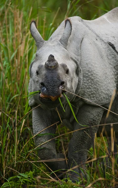 Портрет индийского носорога — стоковое фото