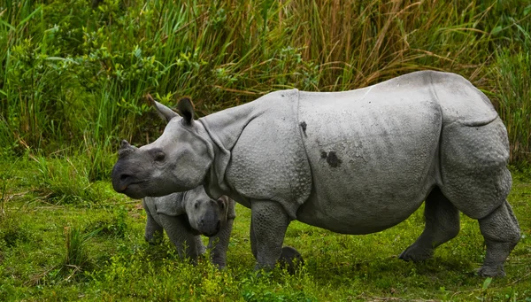 Indian rhinoceros with cub — Stock Photo, Image