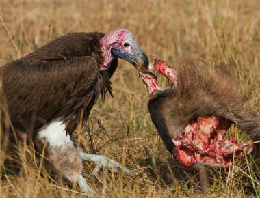Yırtıcı Kuş av yiyor