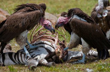 Predatory birds eat the prey clipart