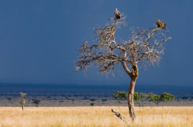 Yırtıcı Afrika kuşları 
