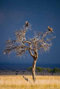 Yırtıcı Afrika kuşları 