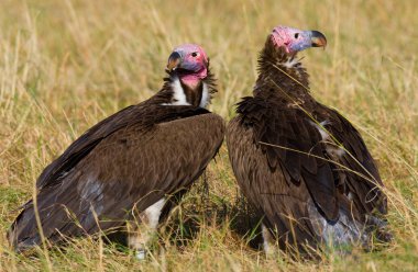 Portrait of african vultures clipart