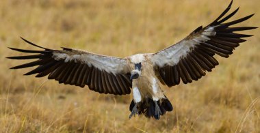 Yırtıcı Kuş Uçuş