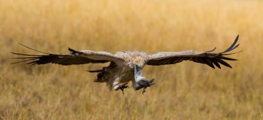 Yırtıcı Kuş Uçuş