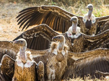 Portrait of african vultures clipart