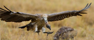 Predatory bird  in flight clipart