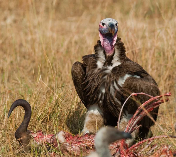 略奪する鳥が獲物を食べています。 — ストック写真