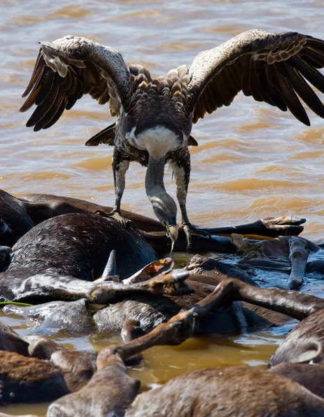 Aves predatórias que comem presas junto ao rio — Fotografia de Stock